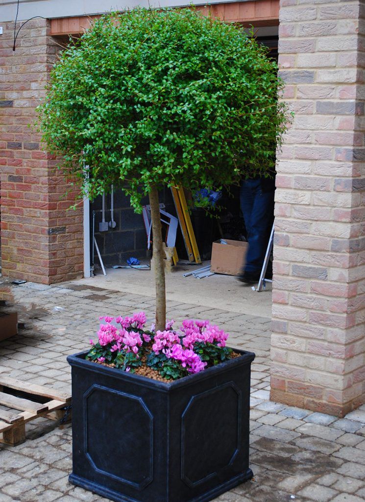Trees shrubs and flowers planting and consultancy services